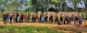 pattaya-elephant-village-